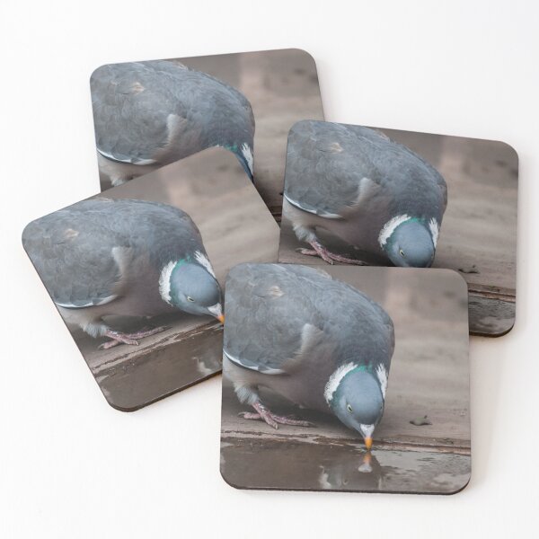 Item preview, Wood Pigeon Drinking From Puddle designed and sold by shane22.