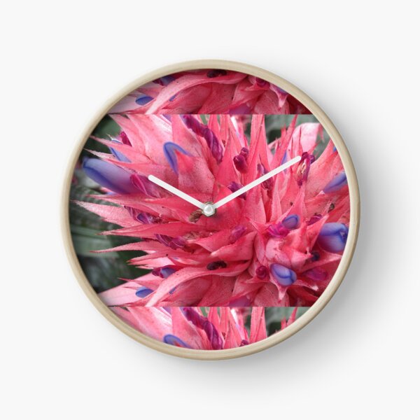 Pink and blue Bromeliaceae. Clock