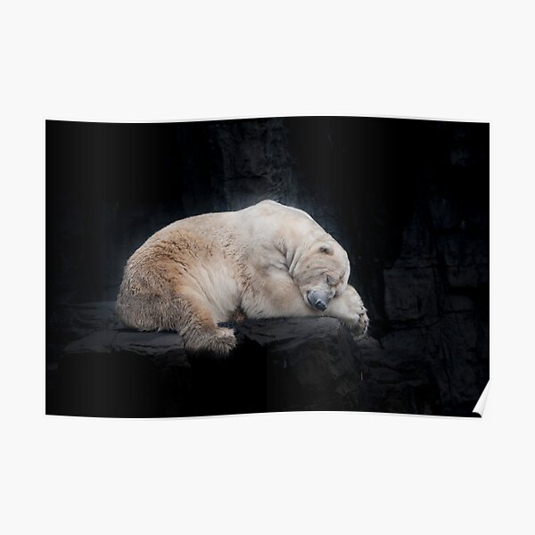 Sleeping Polar Bear Poster