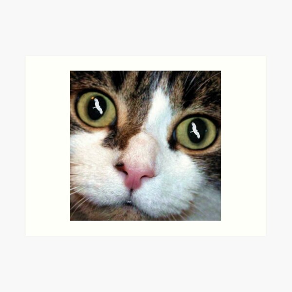 Cats Eyes Art Print