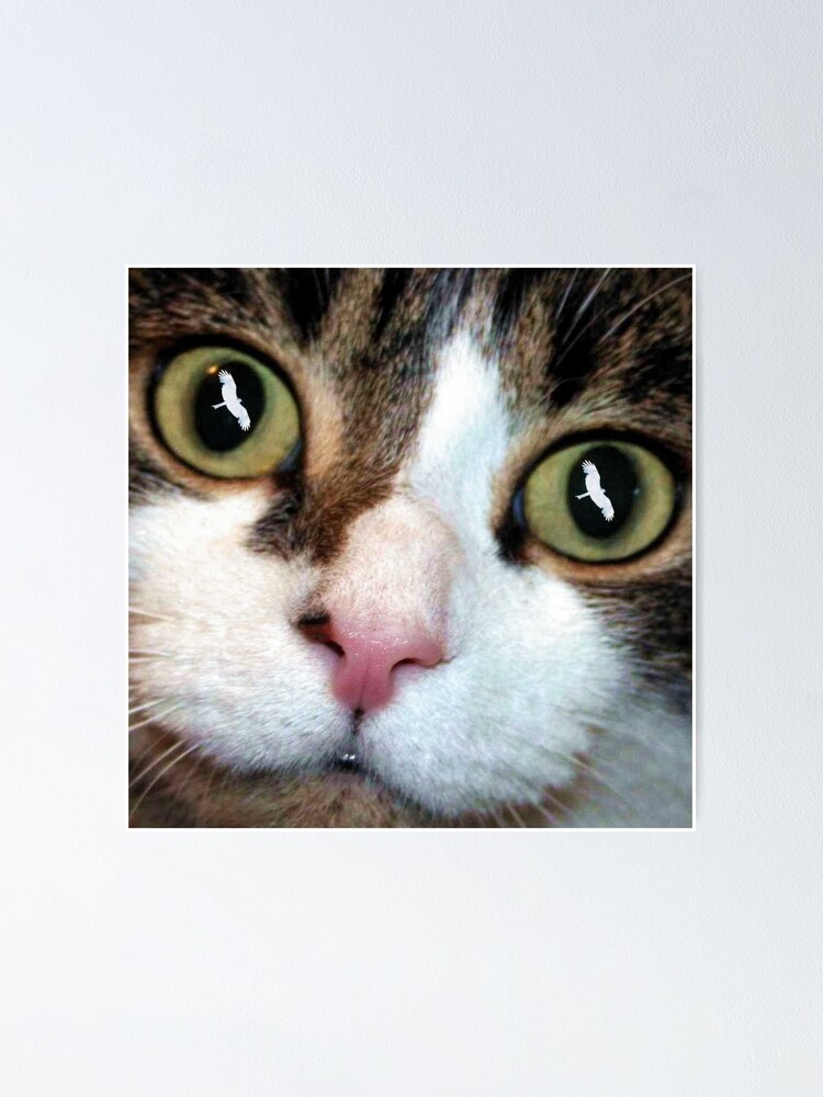 Alternate view of Cats Eyes Poster
