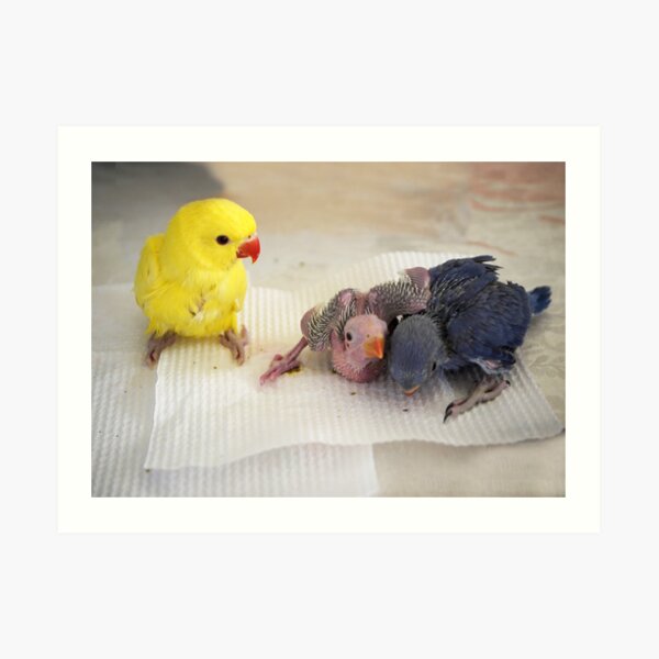My Three Babies Art Print