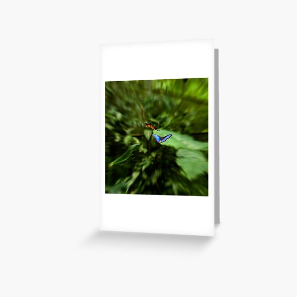 Butterfly Race Greeting Card