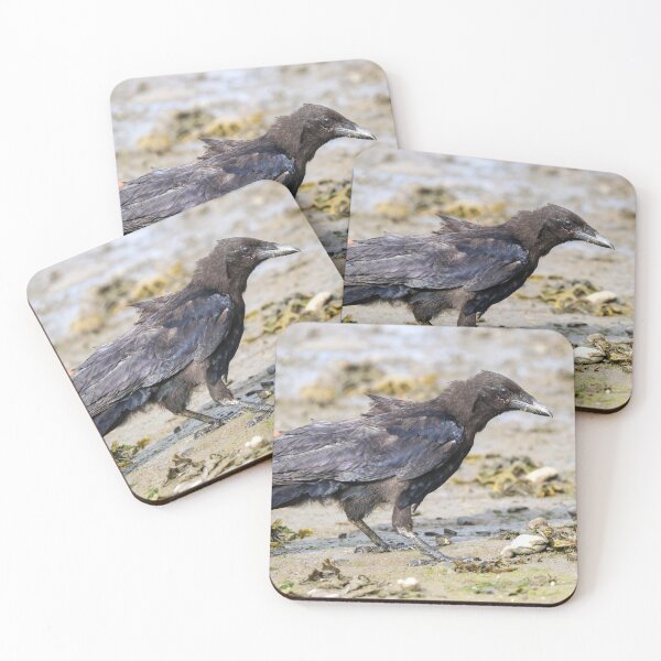 Item preview, Juvenile carrion crow designed and sold by GreyFeatherPhot.