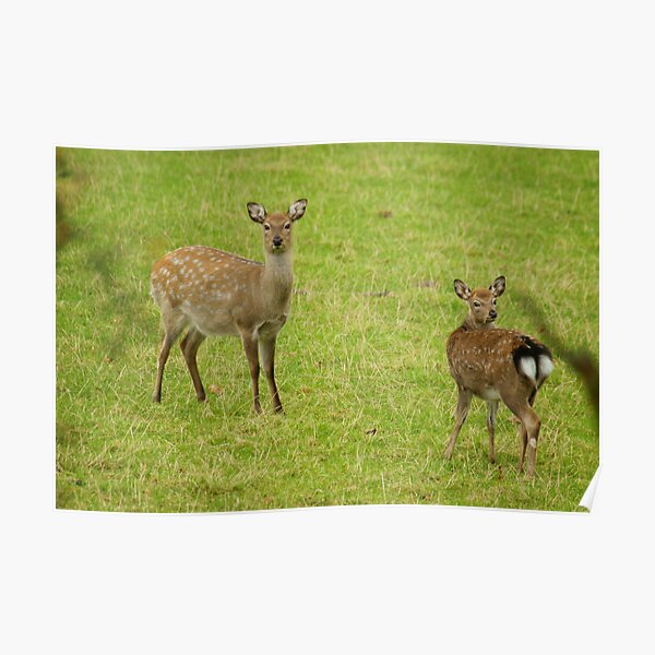 Sika hind and calf Poster