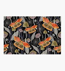 Midnight Moth Photographic Print