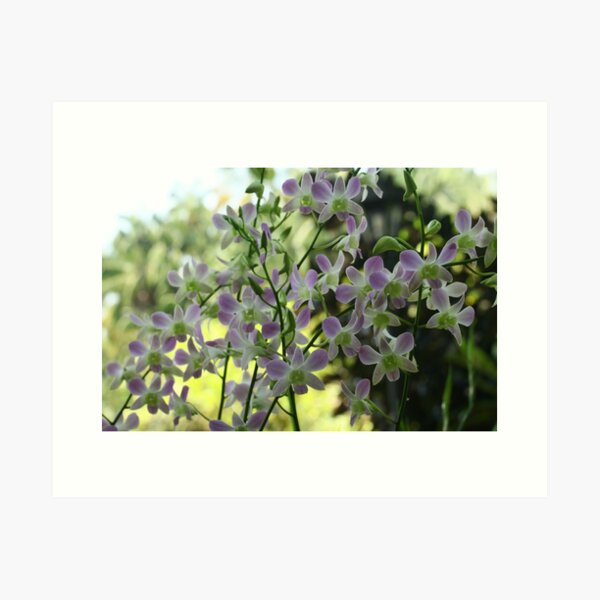 Singapore Orchids 10 Art Print