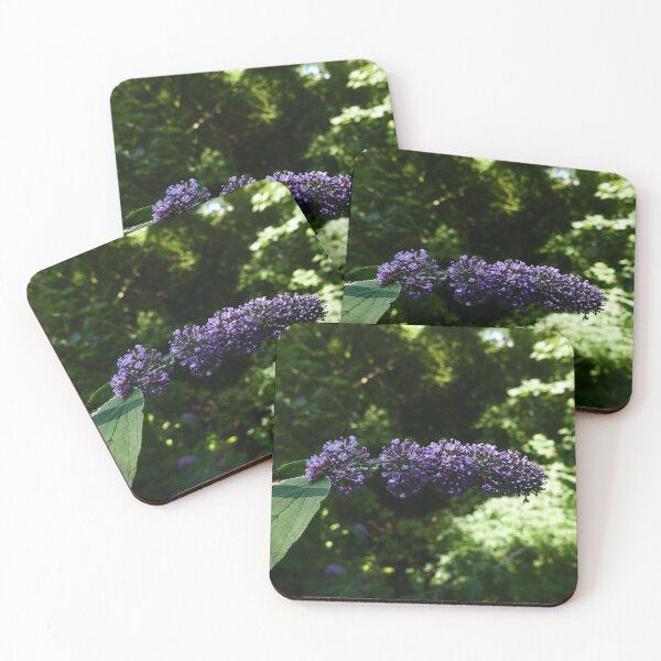 Item preview, Buddleia (Buddleja davidii) designed and sold by IOMWildFlowers.