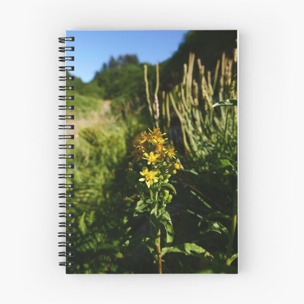 Item preview, European Goldenrod (Solidago virgaurea) designed and sold by IOMWildFlowers.
