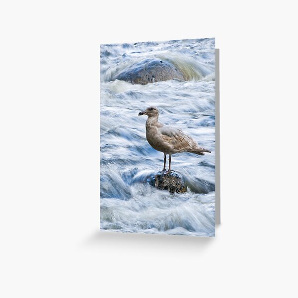 Standing Still in the River's Rush Greeting Card