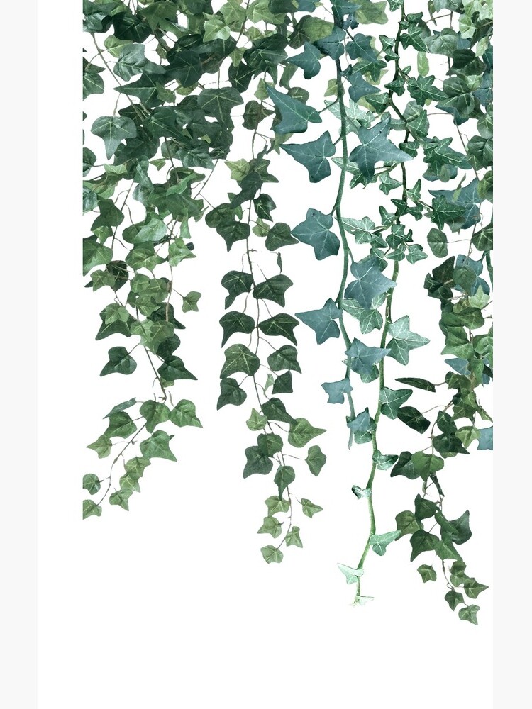 Ivy Hanging Vines  Throw Blanket for Sale by GlowinUp Shop