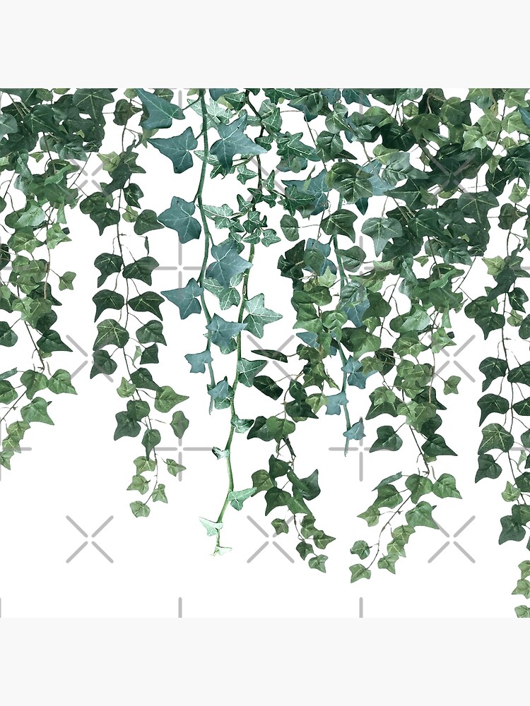 Ivy Hanging Vines  Duvet Cover for Sale by GlowinUp Shop