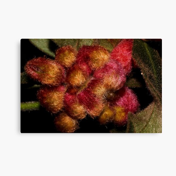 Item preview, Grevillea polybractea   designed and sold by andrachne.