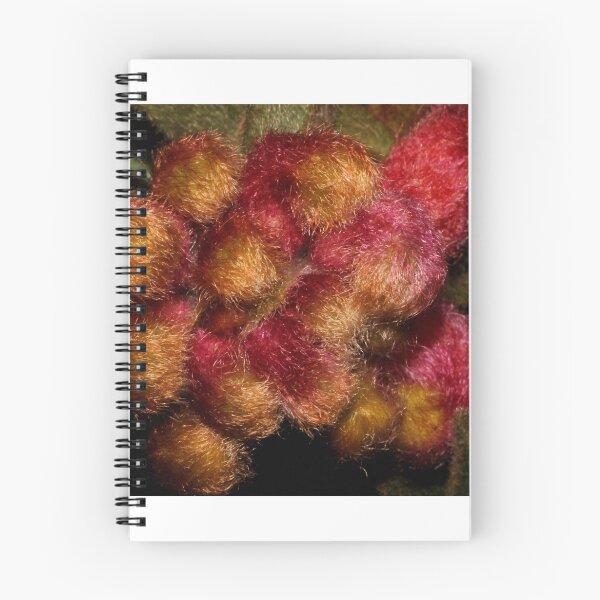 Item preview, Grevillea polybractea   designed and sold by andrachne.