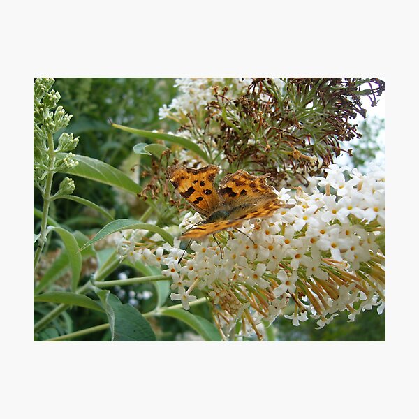 Item preview, Comma Butterfly designed and sold by Bluedamselfly.