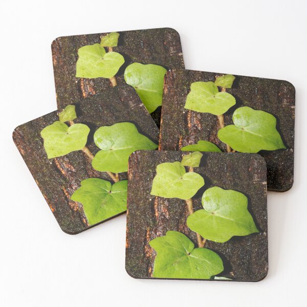 Item preview, Hedera designed and sold by Gaspar Avila.