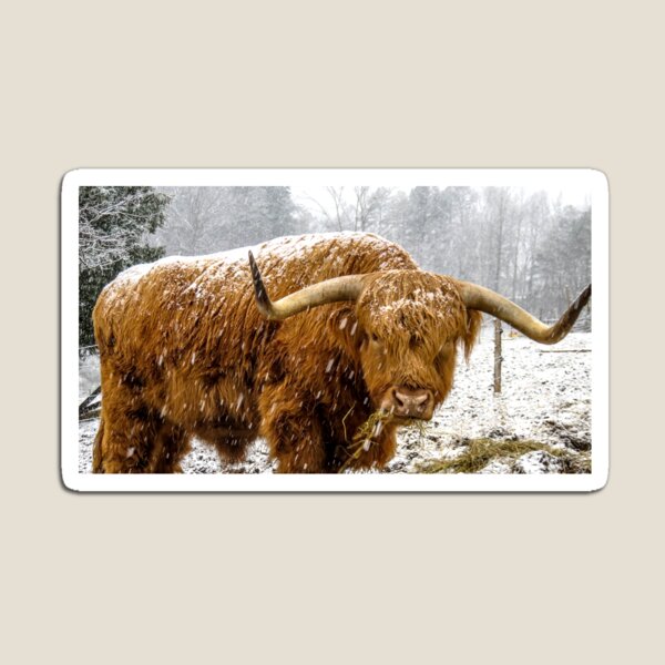 Snow Cow Magnet