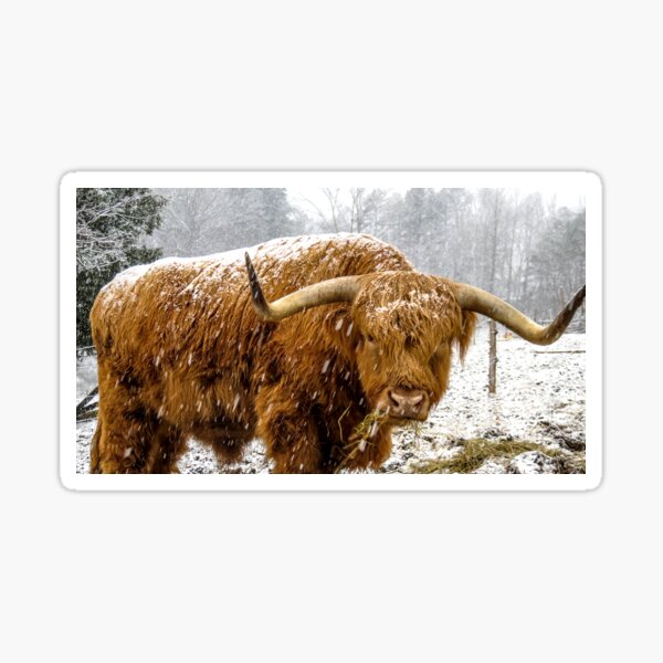 Snow Cow Sticker