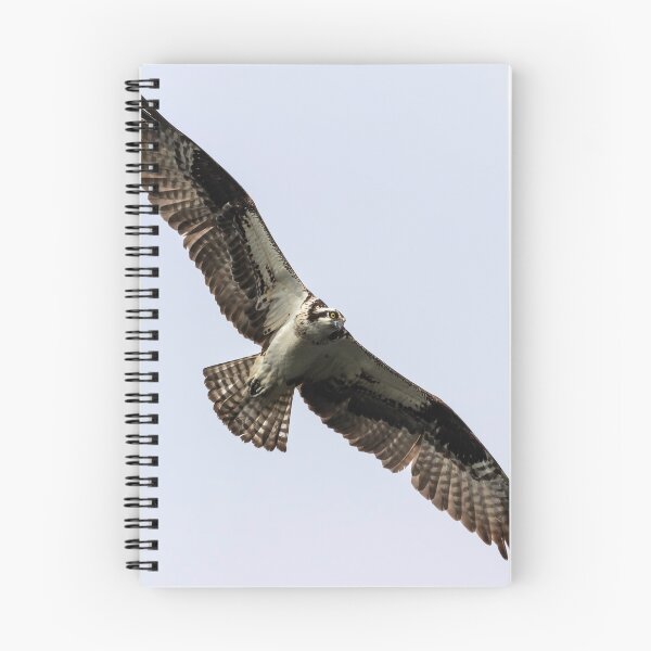 Item preview, Osprey 2019-8 designed and sold by Thomasyoung.