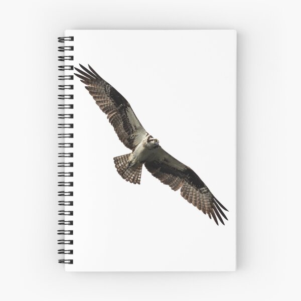 Item preview, Isolated Osprey 2019-4 designed and sold by Thomasyoung.