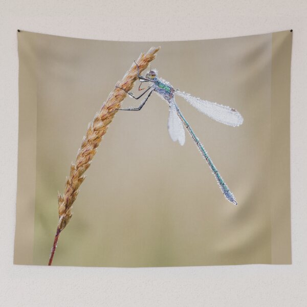 Item preview, Emerald Damselfly on Grass designed and sold by Alec Stewart.