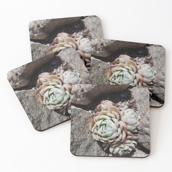 Item preview, Succulents on a wall designed and sold by Berengere BOUDOT.