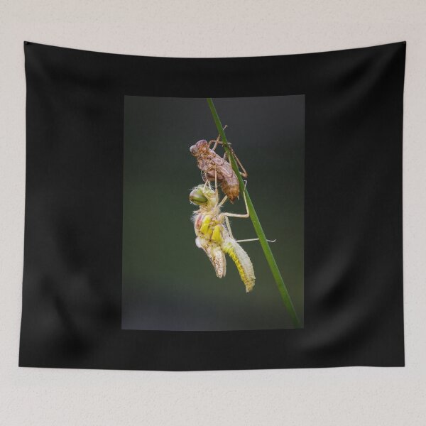 Item preview, Common Darter Dragonfly Emerging designed and sold by Alec Stewart.