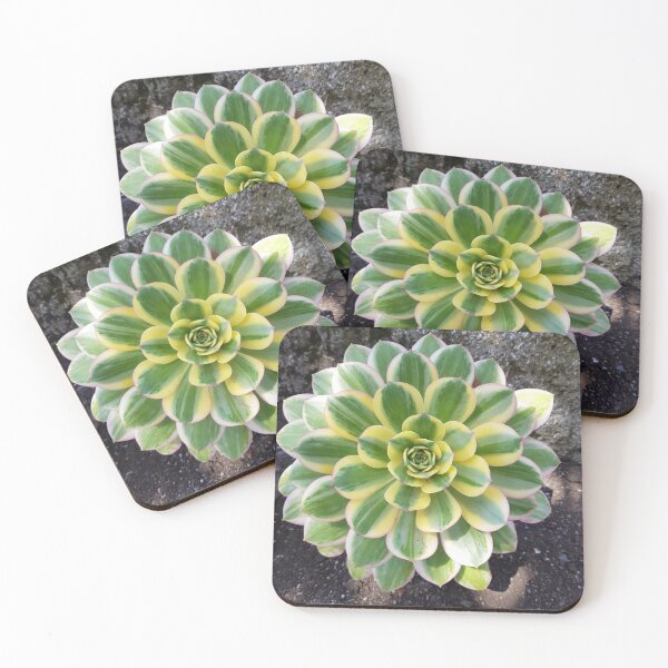 Item preview, Succulent on a rock, Cornwall designed and sold by Berengere BOUDOT.
