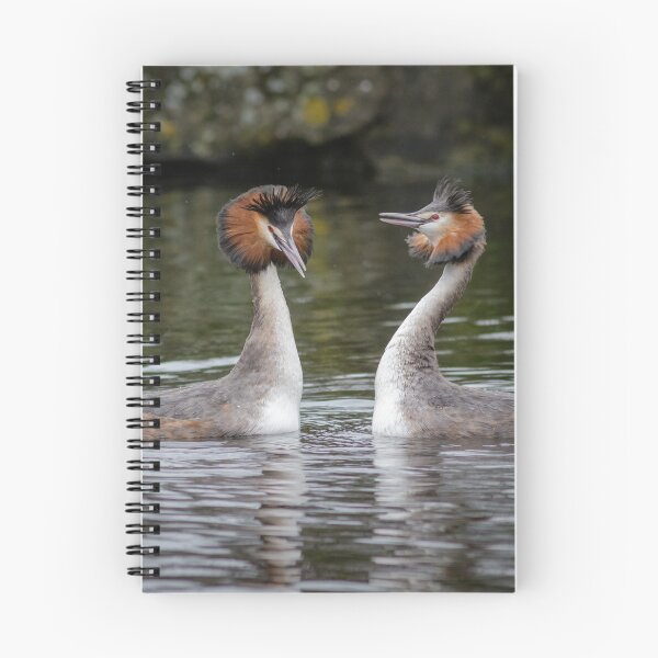 Item preview, Great Crested Grebe Courtship designed and sold by Alec Stewart.