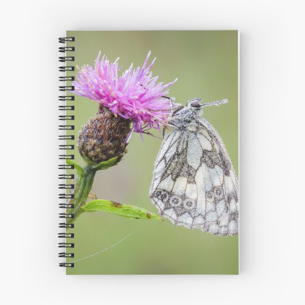 Item preview, Marbled White Butterfly on Knapweed designed and sold by Alec Stewart.