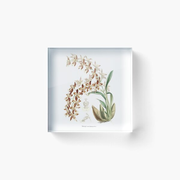 Item preview, Odontoglossum atropurpureum Orchid drawing designed and sold by 12points.