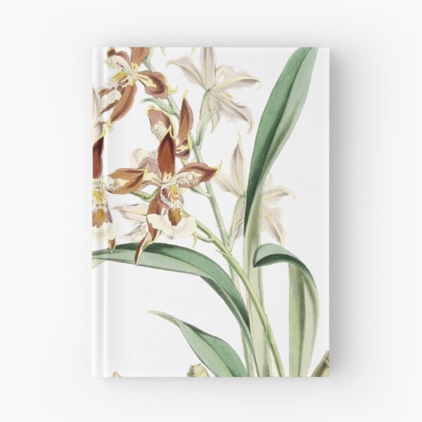 Item preview, Odontoglossum atropurpureum Orchid drawing designed and sold by 12points.