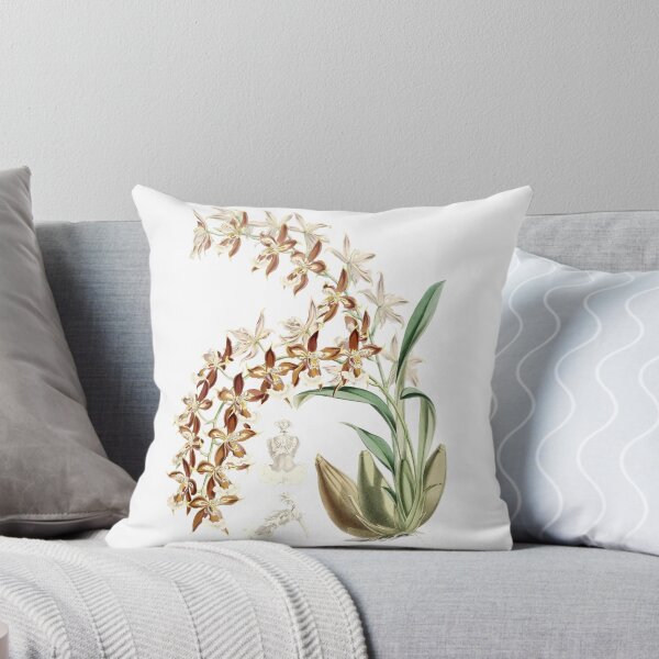 Item preview, Odontoglossum atropurpureum Orchid drawing designed and sold by 12points.