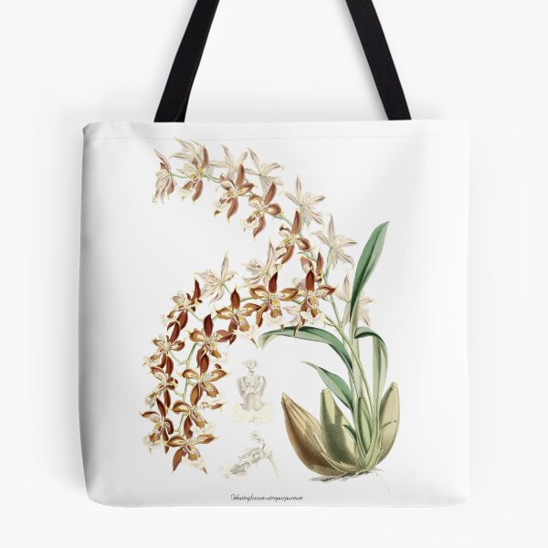 Item preview, Odontoglossum atropurpureum Orchid drawing designed and sold by 12points.