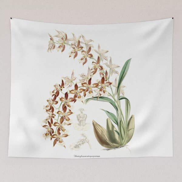 Item preview, Odontoglossum atropurpureum Orchid drawing designed and sold by 12points.