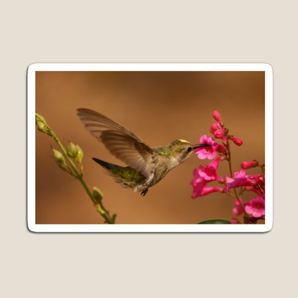 Humming Bird. Magnet