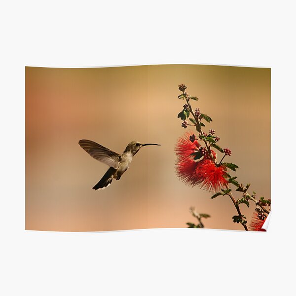 Humming Bird. Poster