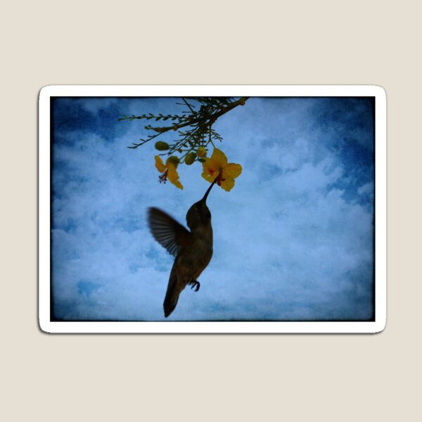 Humming Bird. Magnet
