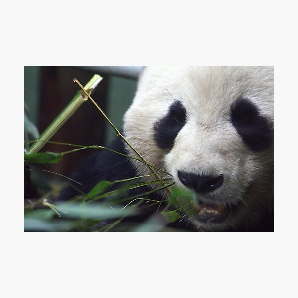 Giant Panda Photographic Print