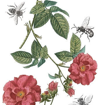 Aperçu de l'œuvre Abeilles et Roses Rouges de Epic Splash Creations