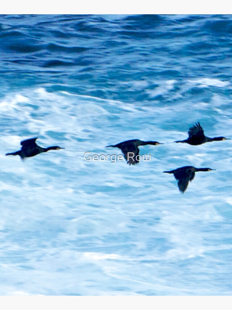 Cormorants Skimming the Waves off Inishmore by VeryIreland