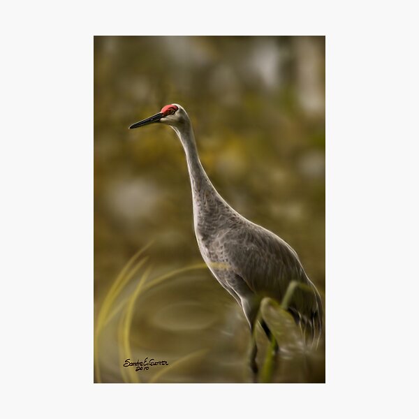 Artikelvorschau, Heron or Sandhill...? entworfen und verkauft von sandraalberts.