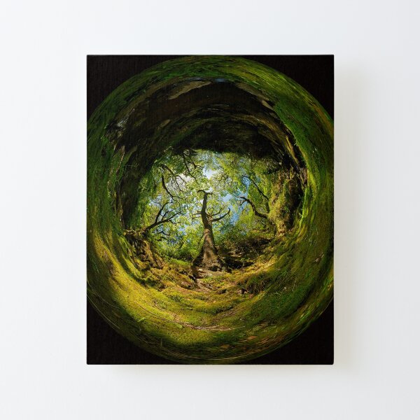 Ness Glen, Mystical Irish Wood Canvas Mounted Print