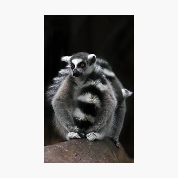 Ring-Tailed Lemur Photographic Print