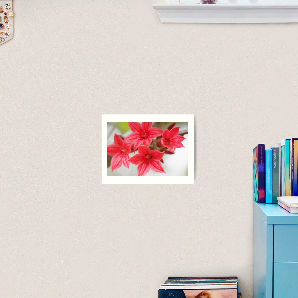Brachychiton bidwilii Art Print