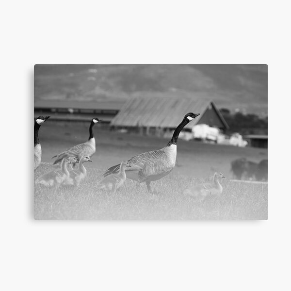 Ghostly Geese Canvas Print