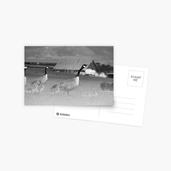 Ghostly Geese Postcard