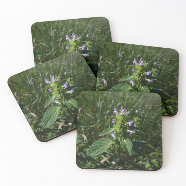 Item preview, Common Hemp-nettle (Galeopsis tetrahit) designed and sold by IOMWildFlowers.