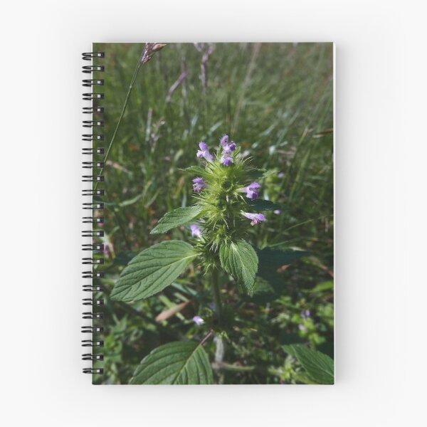 Item preview, Common Hemp-nettle (Galeopsis tetrahit) designed and sold by IOMWildFlowers.