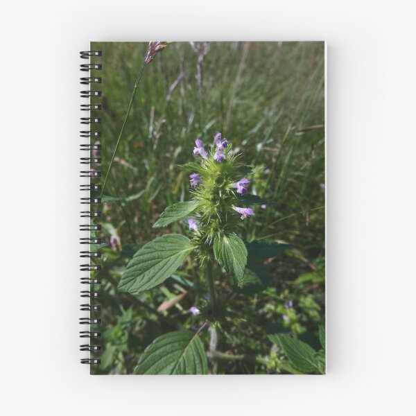 Item preview, Common Hemp-nettle (Galeopsis tetrahit) designed and sold by IOMWildFlowers.